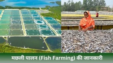 Fish Farming Yojana 2025